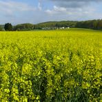 Rapsfeld in voller Blüte