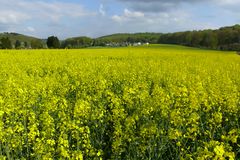 Rapsfeld in voller Blüte