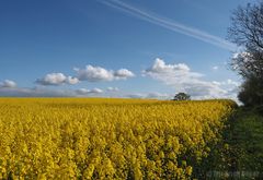 Rapsfeld in voller Blüte