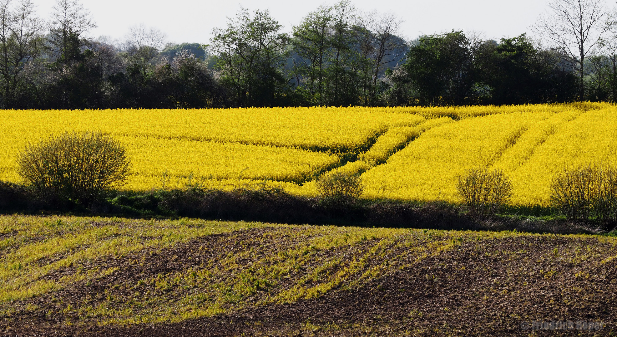 Rapsfeld in voller Blüte_2