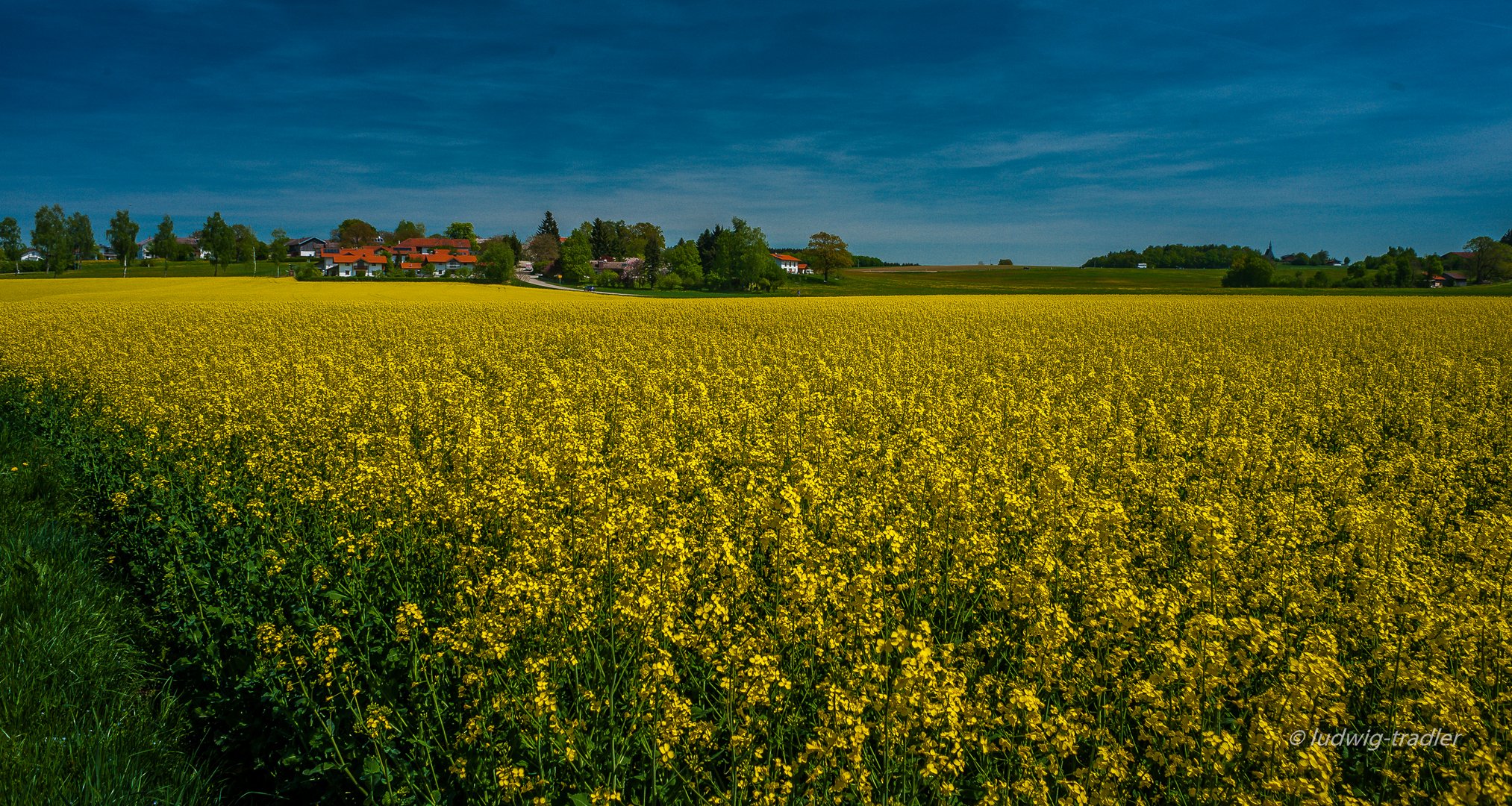 Rapsfeld ist Bienenfutter