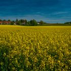 Rapsfeld ist Bienenfutter