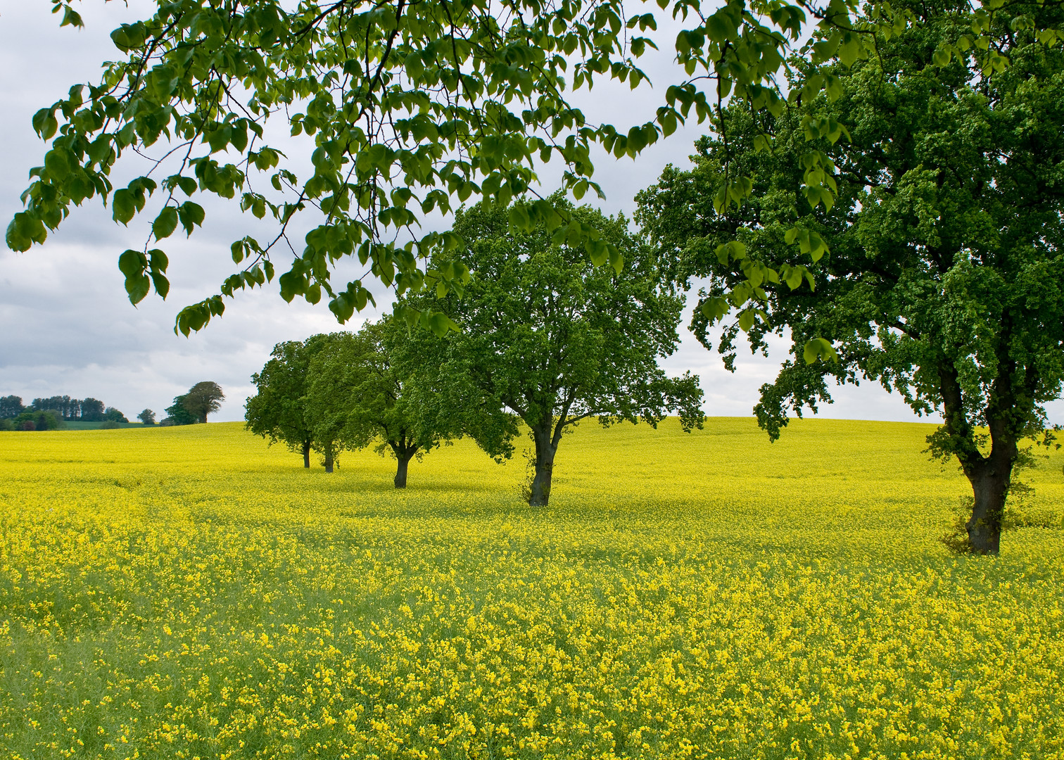 Rapsfeld kurz vor dem Regen