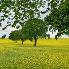 Rapsfeld kurz vor dem Regen