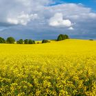 Rapsfeld kurz vor Gewitter