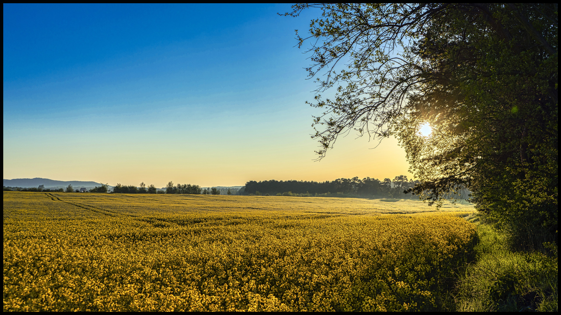 Rapsfeld Landschaft in der Morgensonne