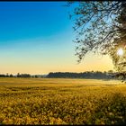 Rapsfeld Landschaft in der Morgensonne