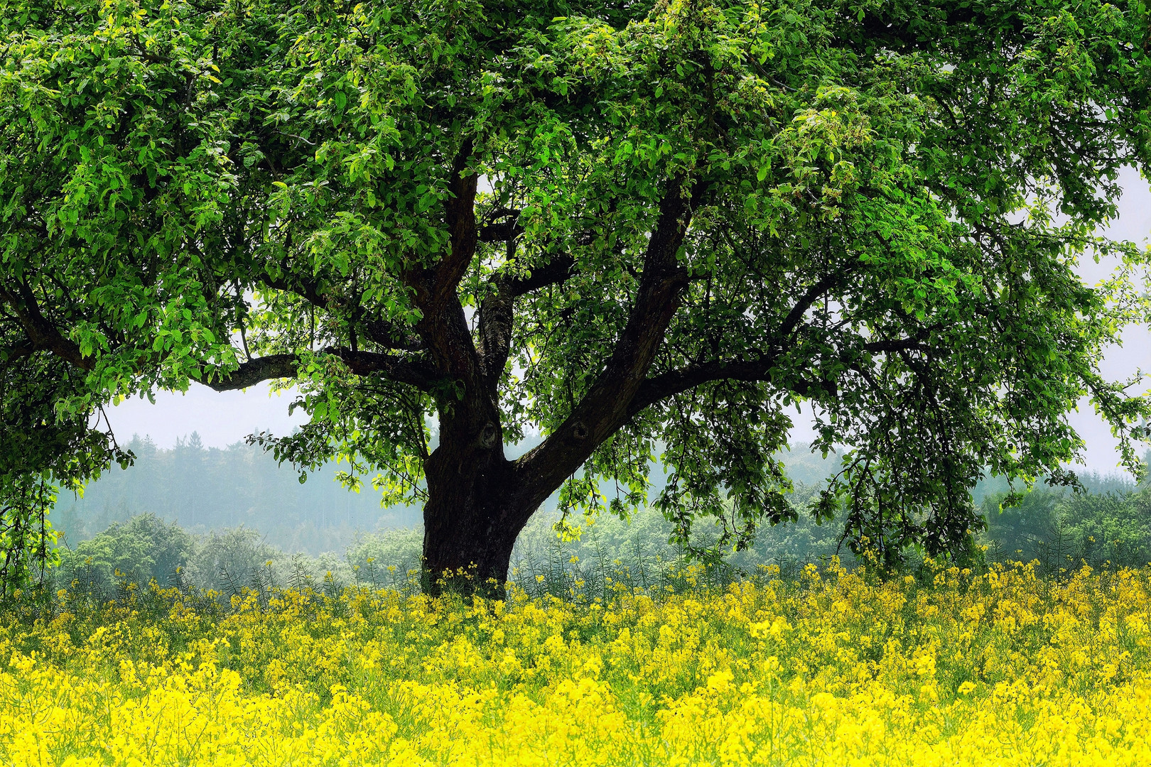 Rapsfeld mit Apfelbaum