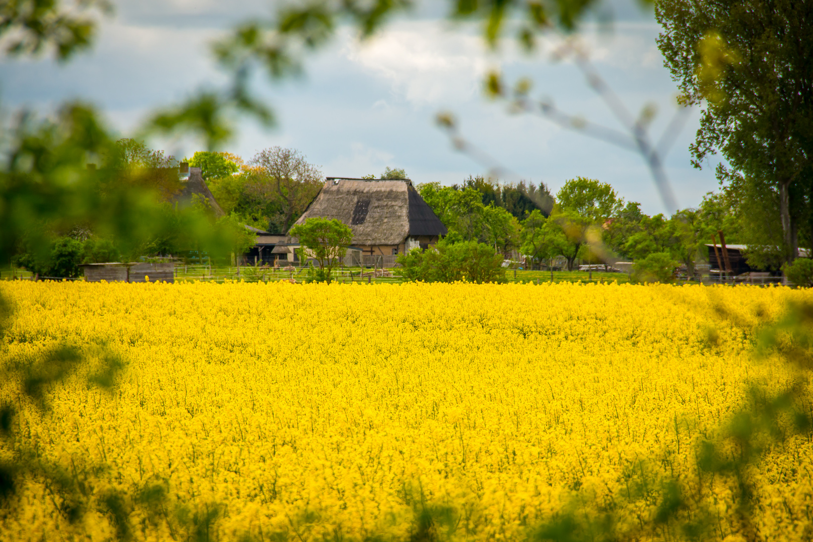 Rapsfeld mit Bauernhof