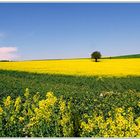 Rapsfeld mit Baum