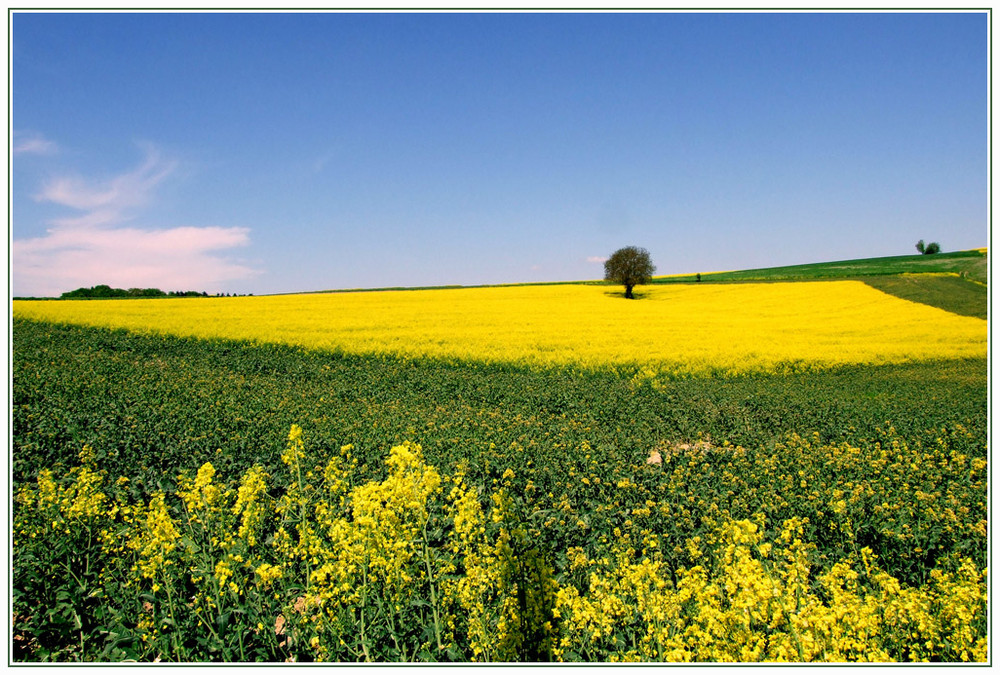 Rapsfeld mit Baum