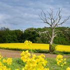 Rapsfeld mit Baum