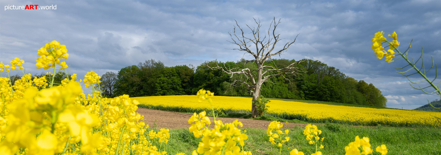 Rapsfeld mit Baum