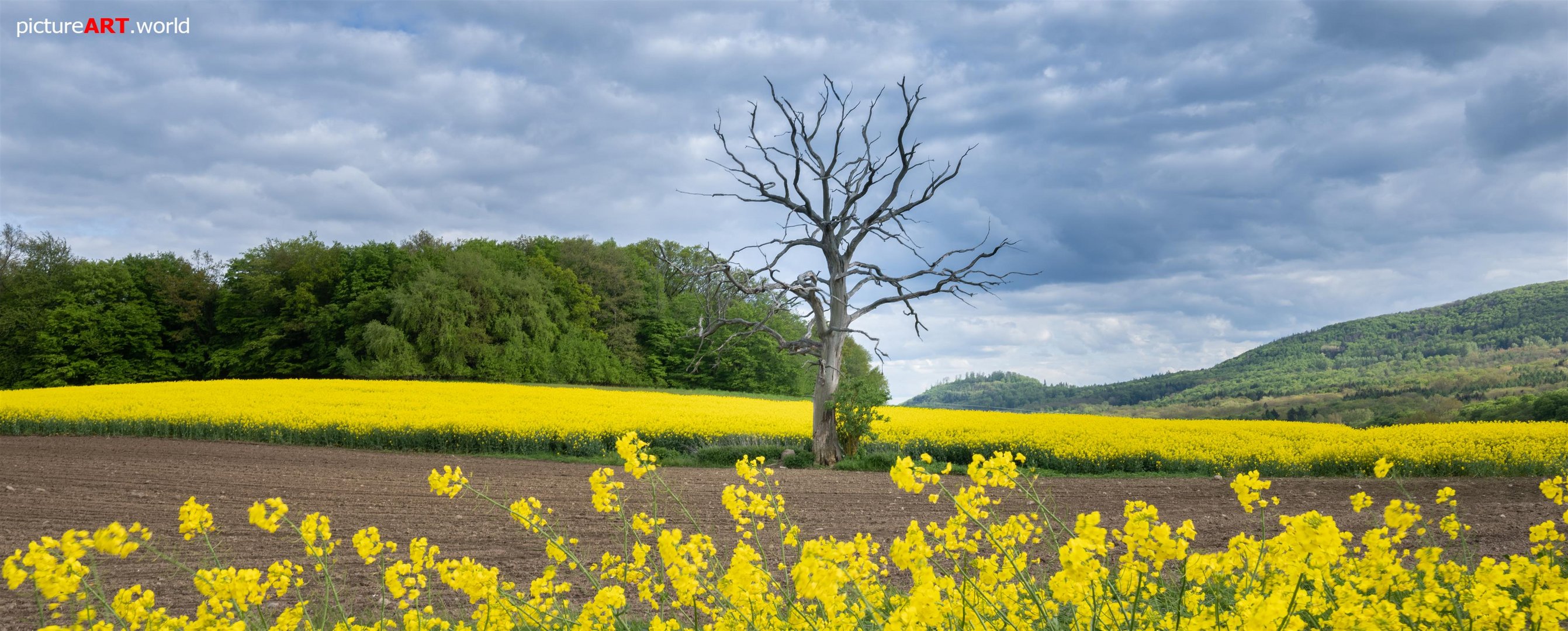 Rapsfeld mit Baum