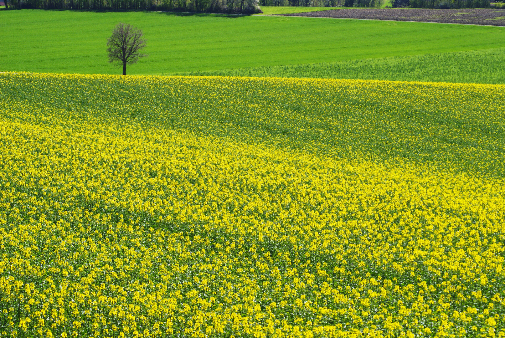 Rapsfeld mit Baum