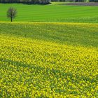 Rapsfeld mit Baum