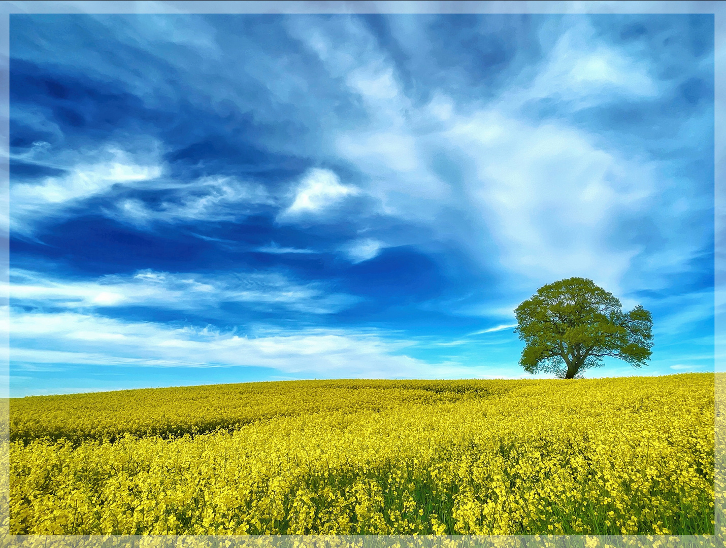 Rapsfeld mit Baum