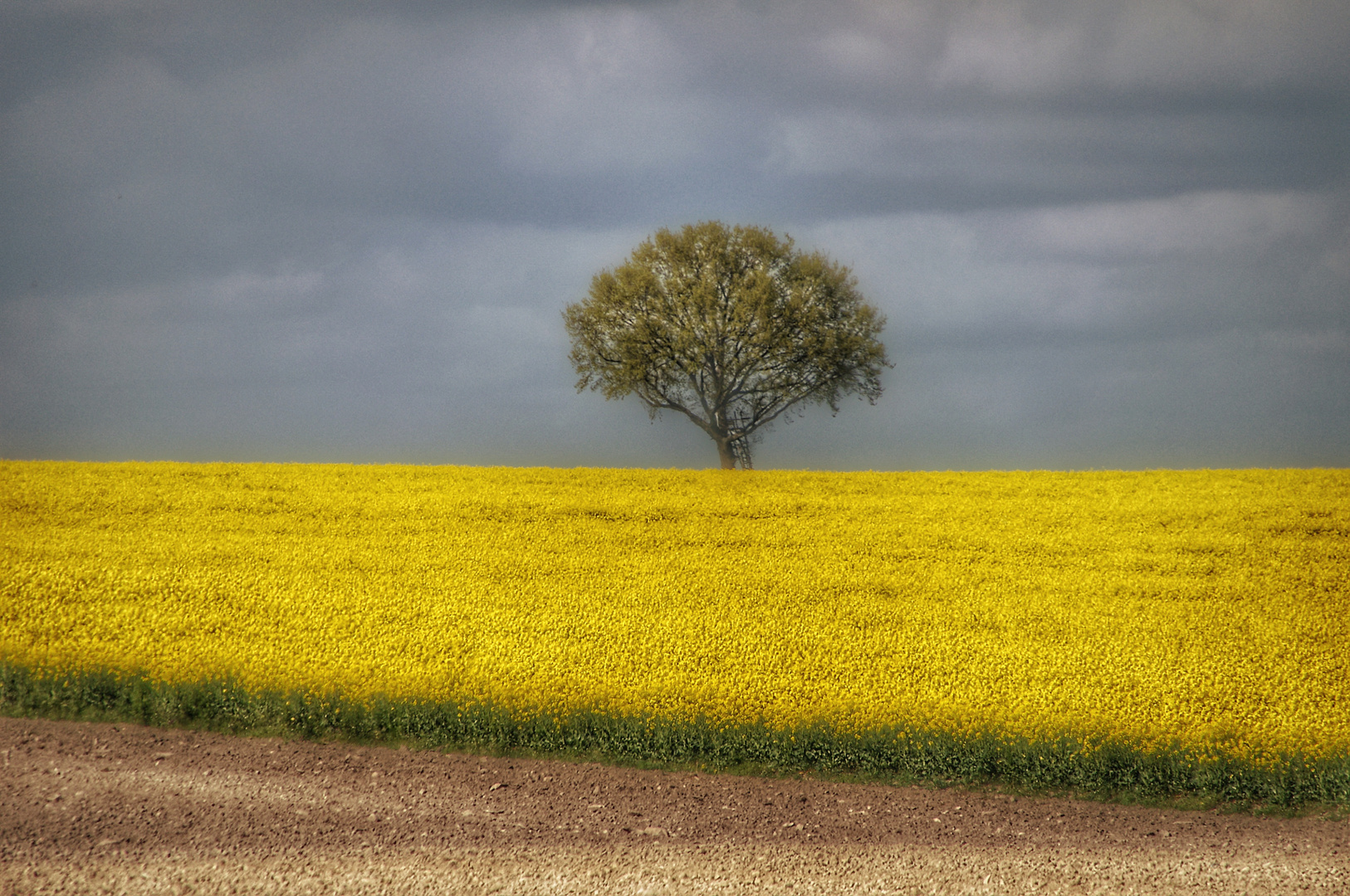 Rapsfeld mit Baum