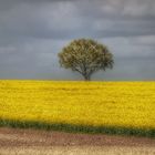 Rapsfeld mit Baum