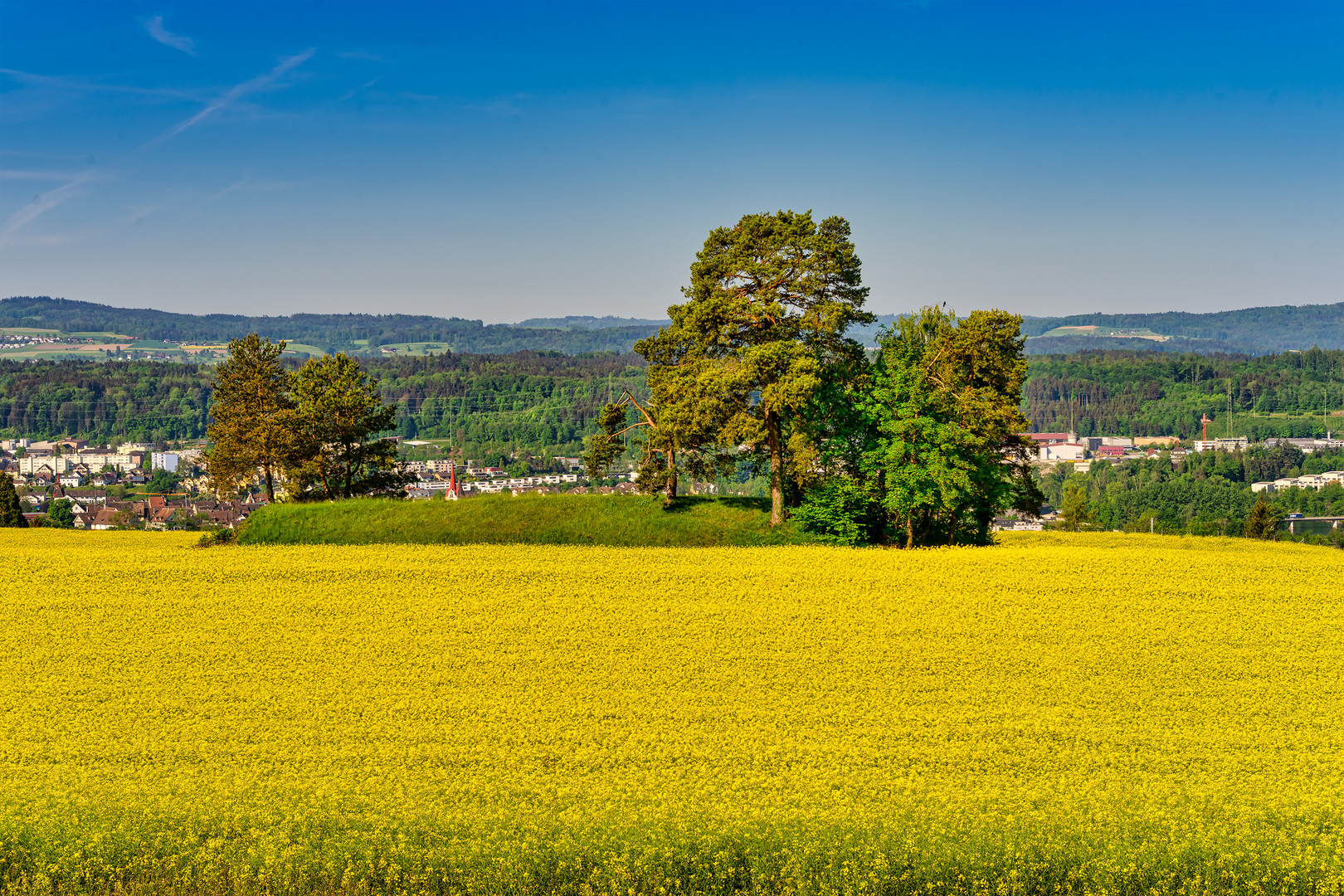 Rapsfeld mit Bauminsel