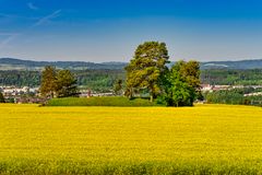 Rapsfeld mit Bauminsel