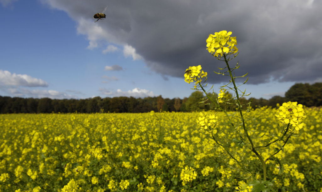 Rapsfeld mit Biene vor Gewitterhimmel