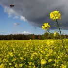 Rapsfeld mit Biene vor Gewitterhimmel