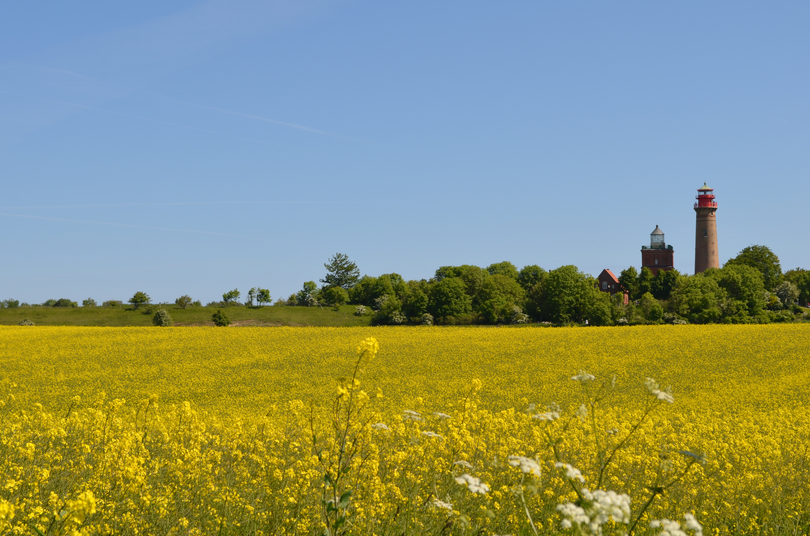 Rapsfeld mit Blick auf den Leuchtturm Kap Arkona, Rügen