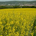 Rapsfeld mit Blick auf Gelnhausen