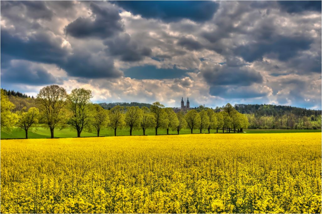 Rapsfeld mit Blick auf Vierzehnheiligen