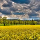 Rapsfeld mit Blick auf Vierzehnheiligen