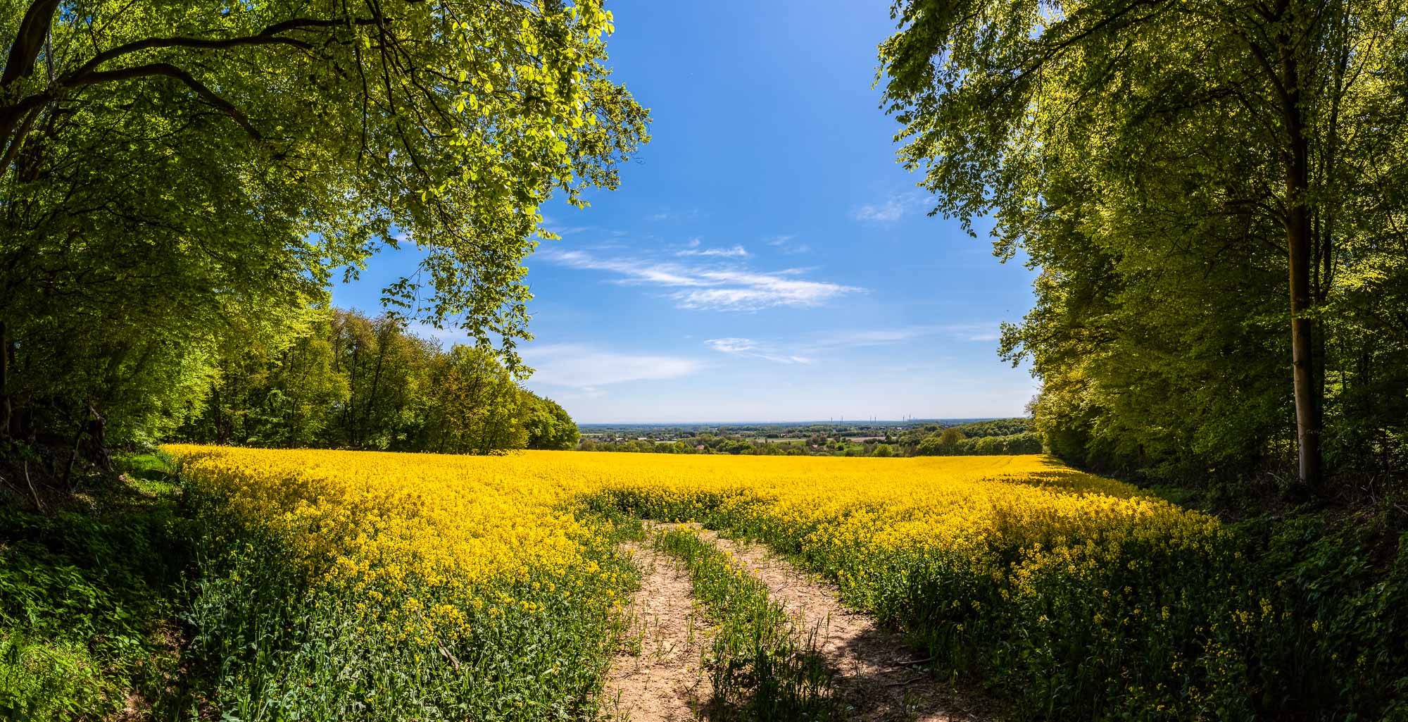 Rapsfeld mit Blick aufs Ruhrgebiet