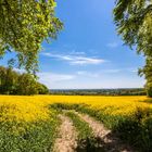 Rapsfeld mit Blick aufs Ruhrgebiet