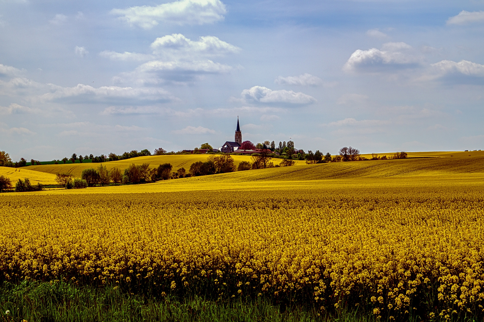 Rapsfeld mit Blick zur St.-Urban-Kirche - Wantewitz (Priestewitz)