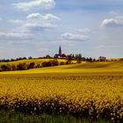 Rapsfeld mit Blick zur St.-Urban-Kirche - Wantewitz (Priestewitz)