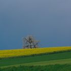 Rapsfeld mit blühendem Obstbaum