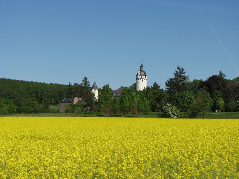 Rapsfeld mit Burg im Hintergrund