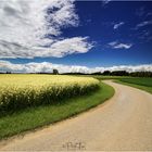 Rapsfeld mit Feldweg