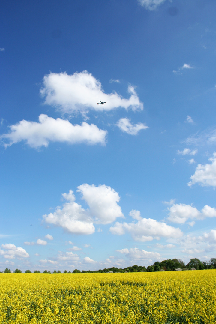 Rapsfeld mit Ferienflieger