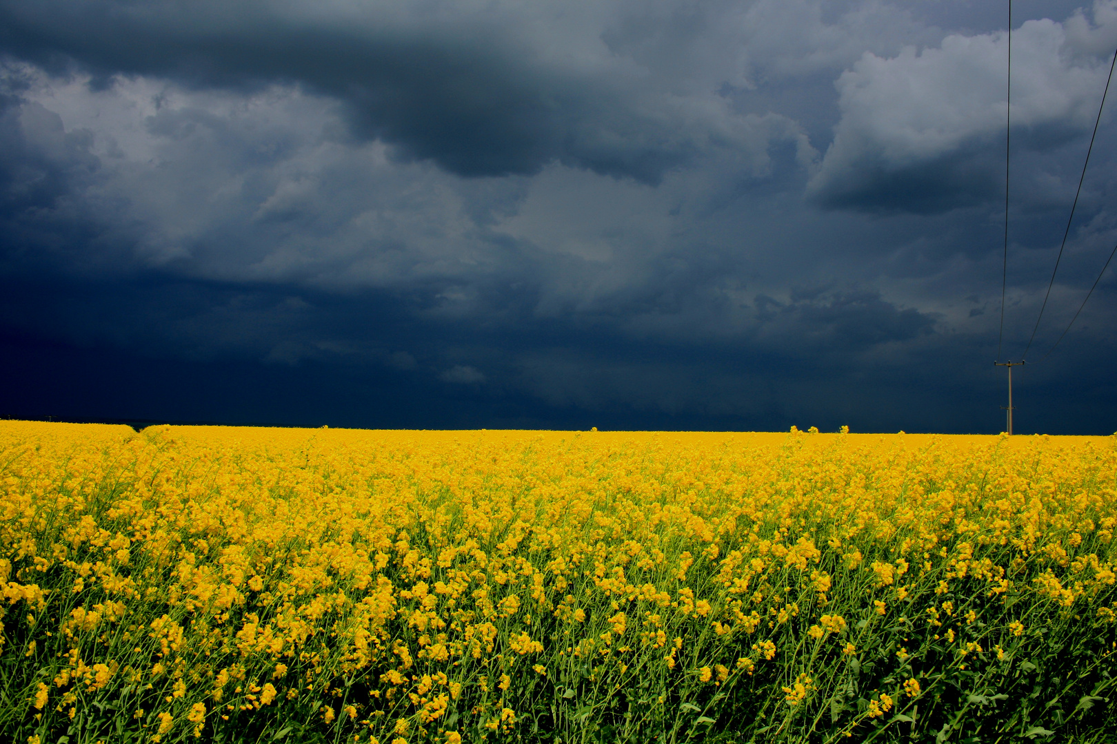 Rapsfeld mit Gewitterfront