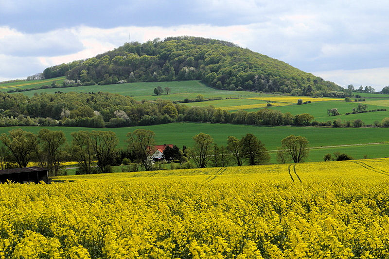 Rapsfeld mit Heiligenberg