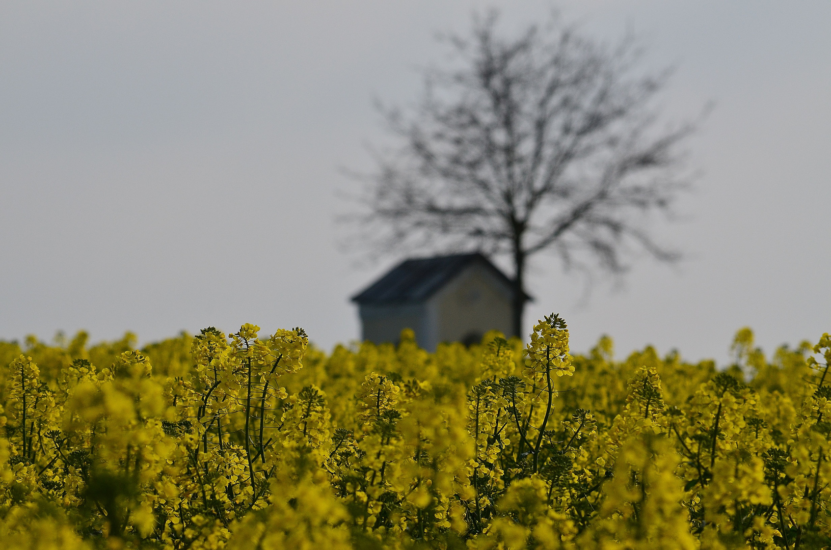 Rapsfeld mit kirchlichem Hintergrund