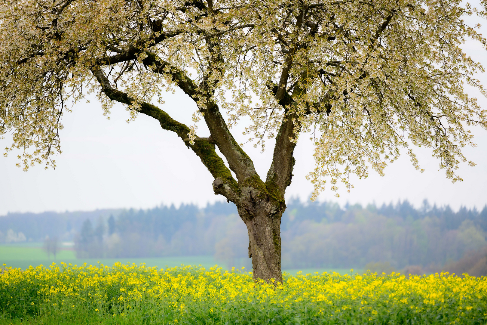 RAPSFELD MIT KIRSCHBAUM