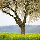 RAPSFELD MIT KIRSCHBAUM