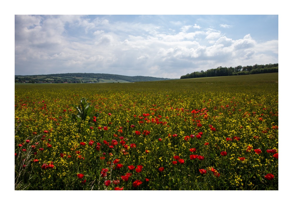 Rapsfeld mit Mohn im Weinviertel