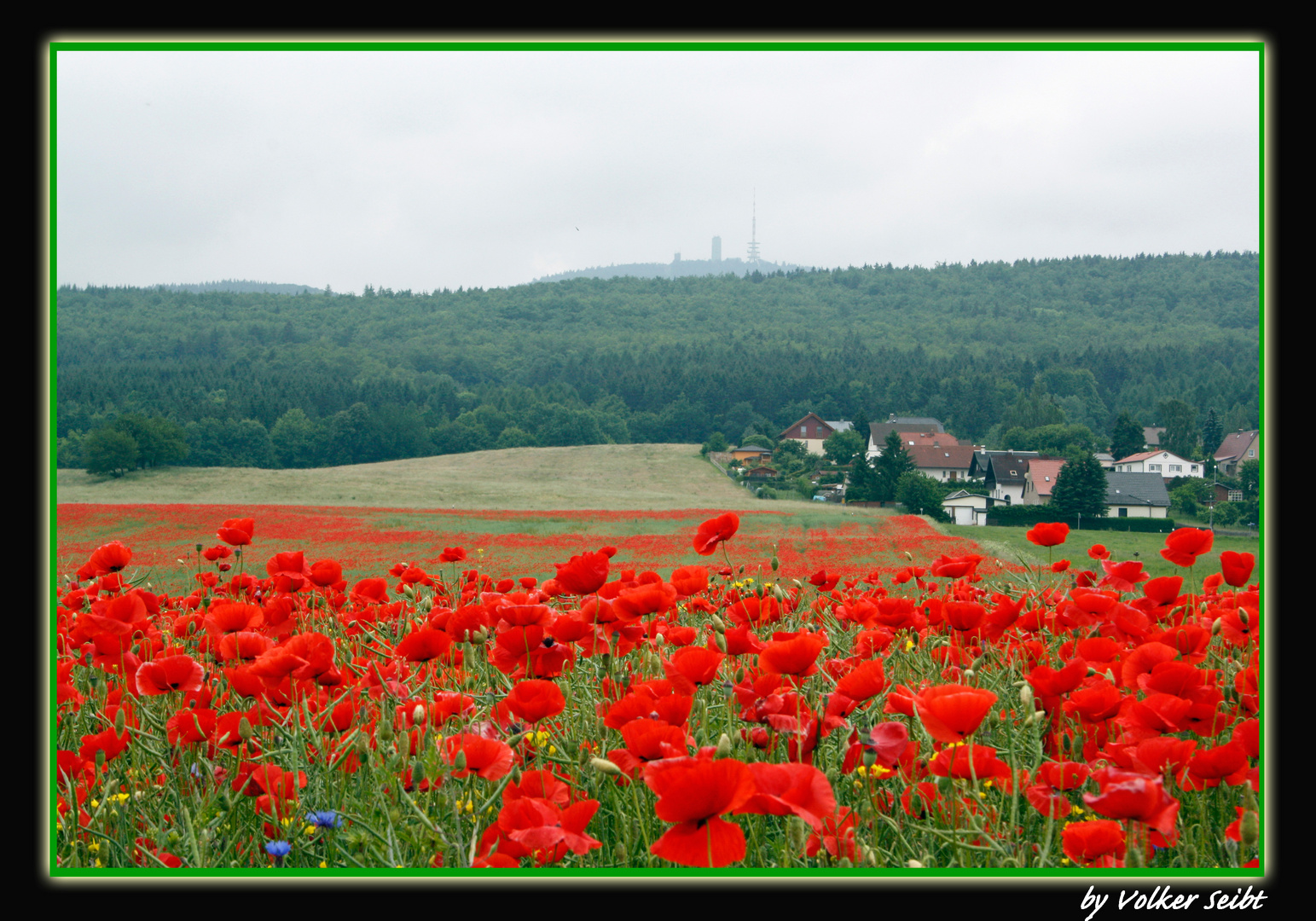 Rapsfeld mit Mohnblüten bei Winterstein in Thüringen