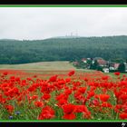 Rapsfeld mit Mohnblüten bei Winterstein in Thüringen