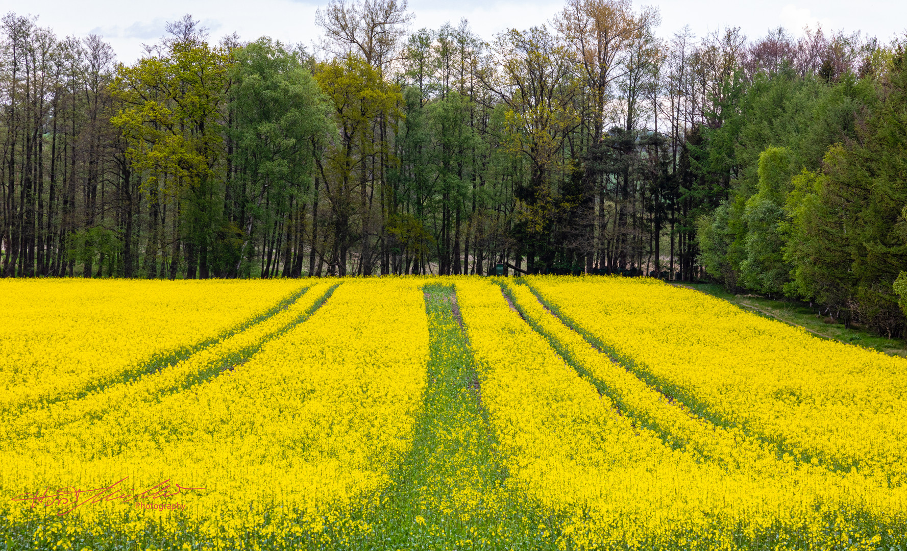 Rapsfeld mit Muster