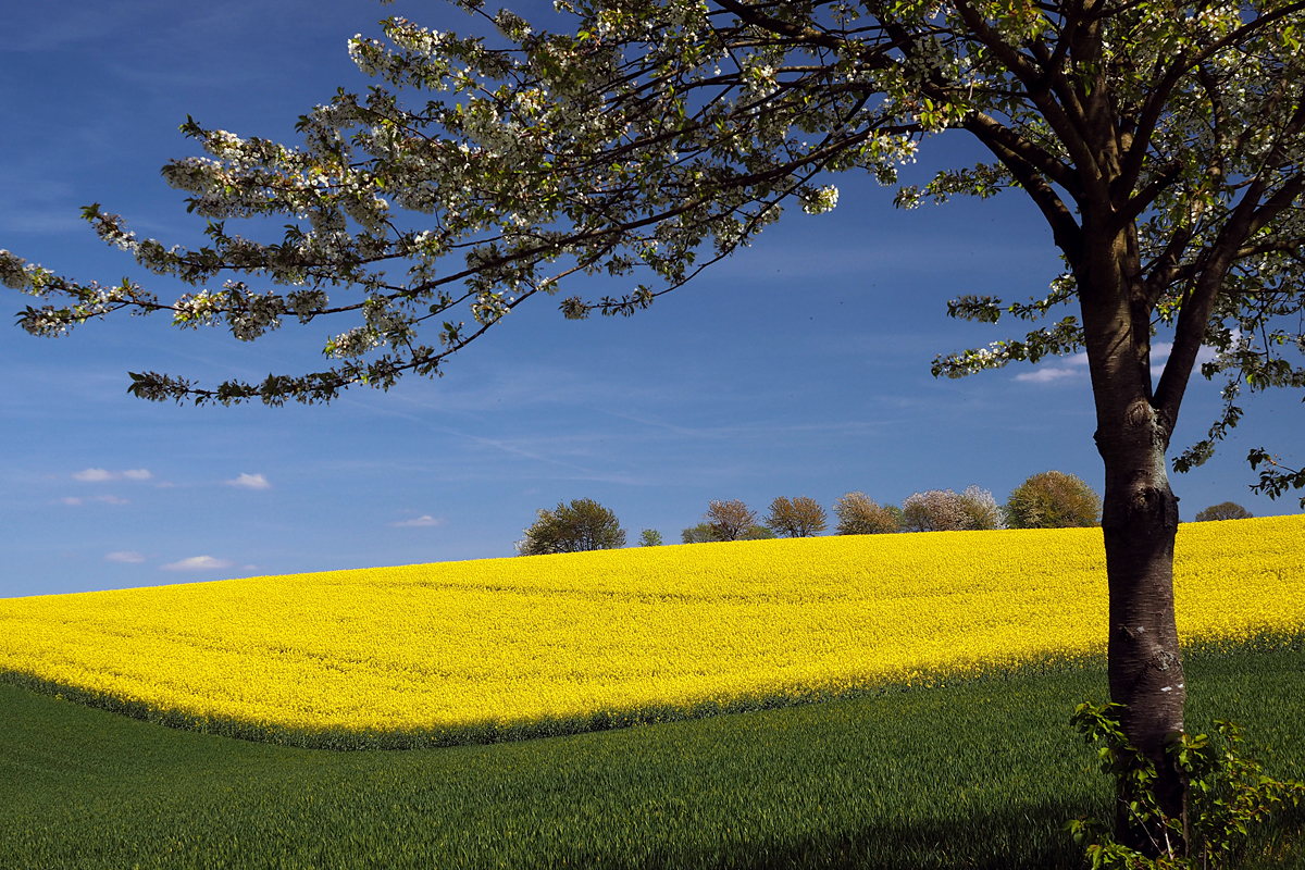 Rapsfeld mit Obstblüte