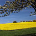 Rapsfeld mit Obstblüte